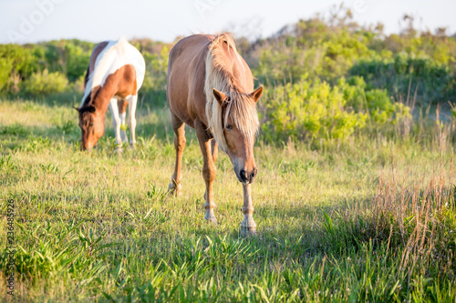 Fototapeta Naklejka Na Ścianę i Meble -  A pair of wild ponies (Equus caballus) at Assateague Island National Seashore, Maryland