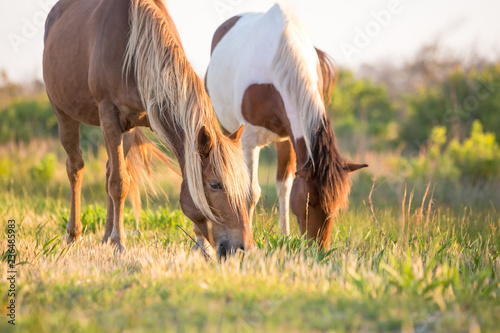 Εκτύπωση καμβά A pair of wild ponies (Equus caballus) grazing at Assateague Island National Sea