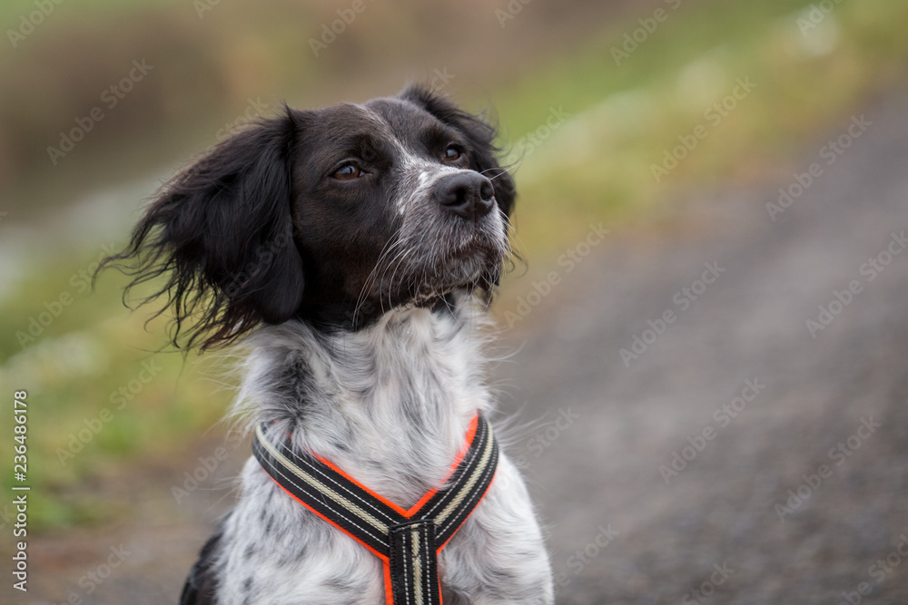 Brittany dog sale black and white