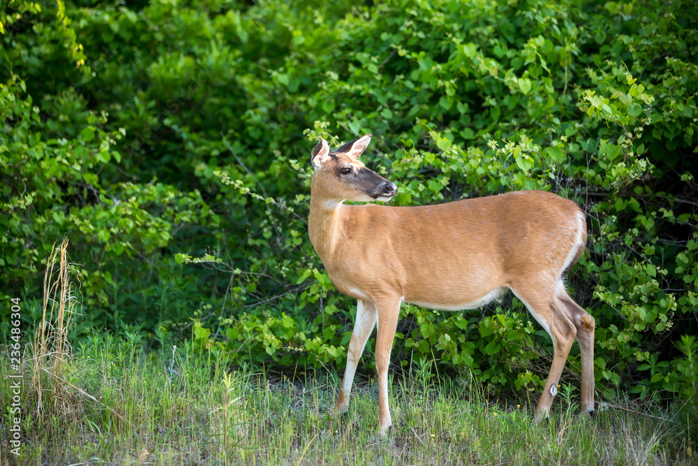 A female White-tailed Deer (Odocoileus virginianus) at Assateague Island National Seashore, Maryland