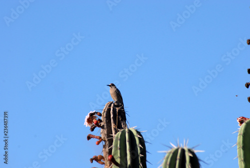 pajaro chito en pitayo photo