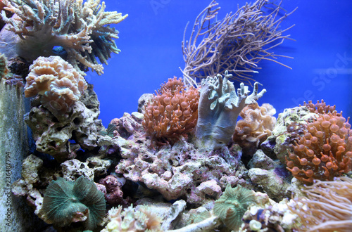 Fototapeta Naklejka Na Ścianę i Meble -  Coral reef aquarium tank