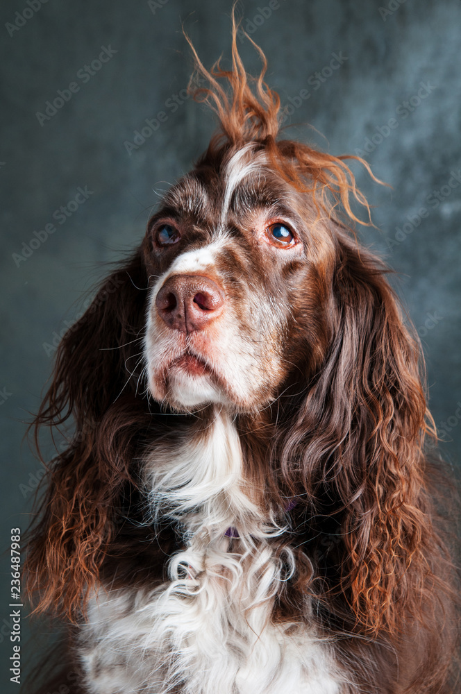 cute springer spaniel dog looking grumpy