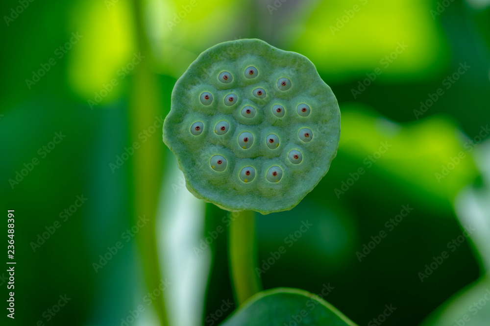 Nelumbo nucifera water plant in bloom, flowering amazing ornamental flowers Nelumbo nucifera water plant in bloom, flowering amazing ornamental flowers