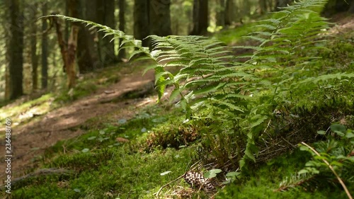 Moss and Fern Covered Forest Floor