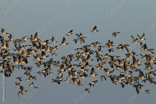 Branta leucopsis, Barnacle Goose, Zingst Germany photo