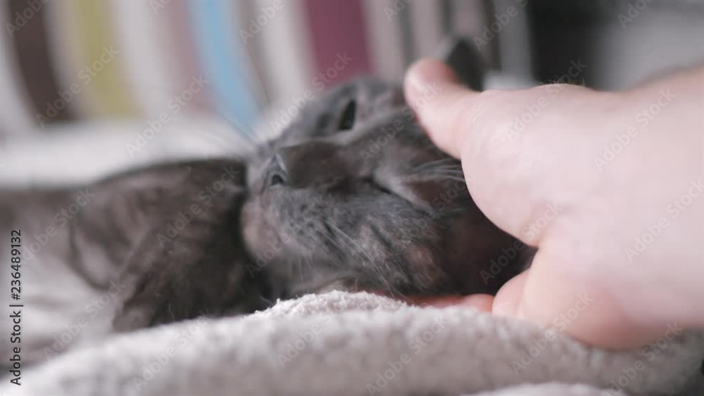 Beautiful cat relaxing, playing, grooming, slow motion Beautiful cat relaxing, playing, grooming, slow motion