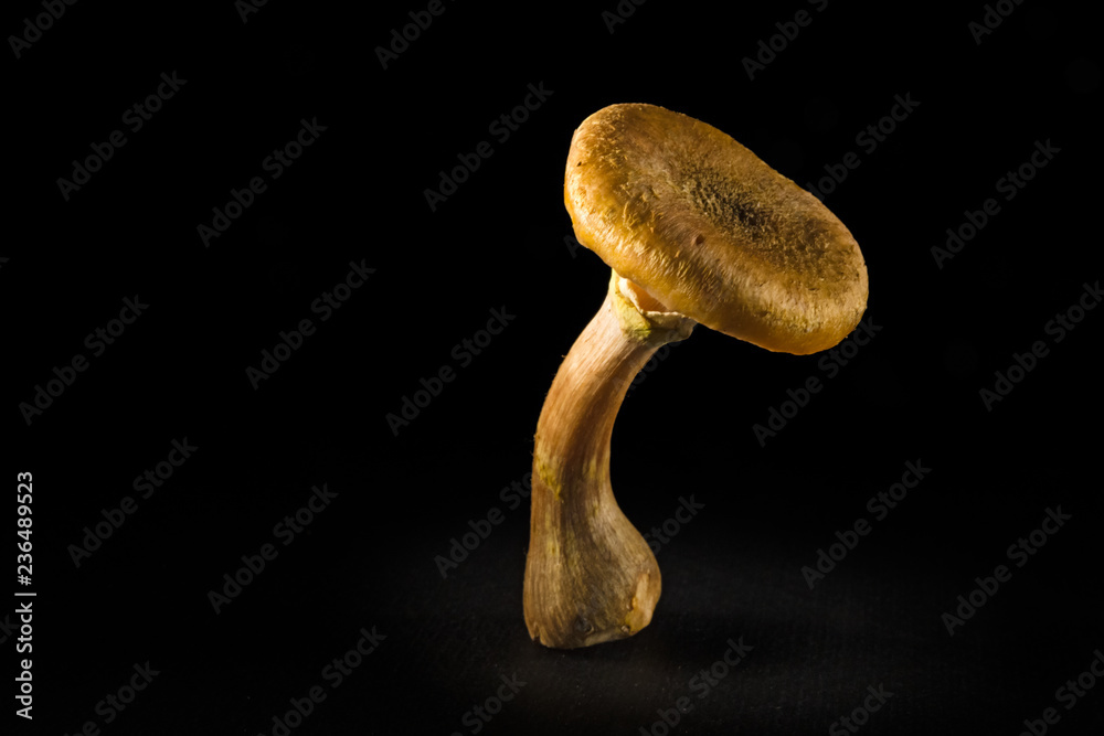 Some mushrooms of Some mushrooms of