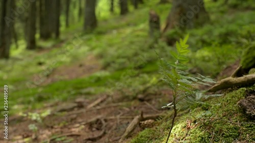 Moss and Fern Covered Forest Floor