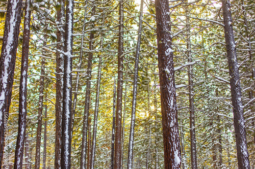 Central Oregon Pine Forest 