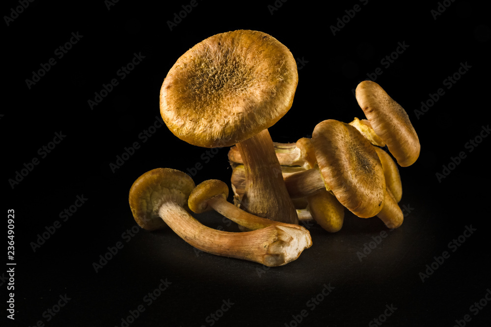 Some mushrooms of Some mushrooms of