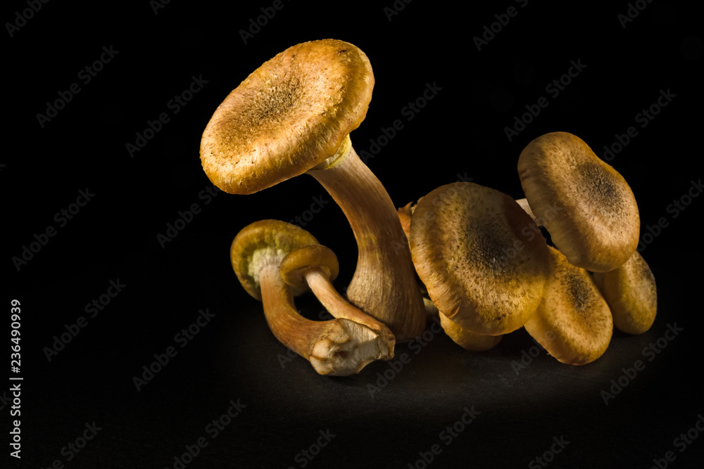 Some mushrooms of Some mushrooms of