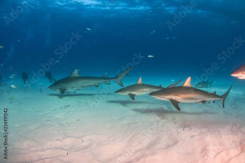 Tiger shark at Tigerbeach, Bahamas