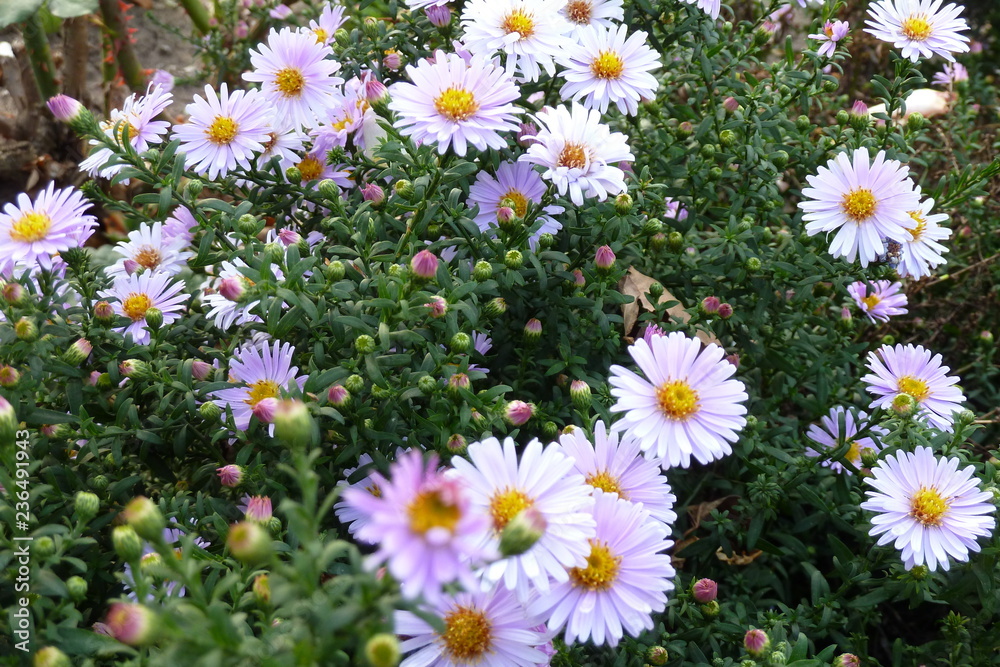 flower beds