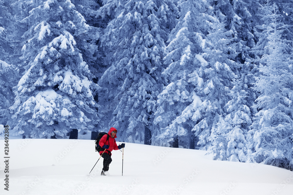 Backpacker go on snowy slope in snow-covered magic forest