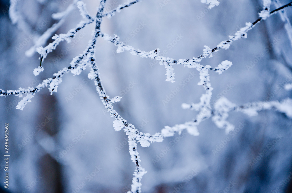 ice on a branch ice on a branch