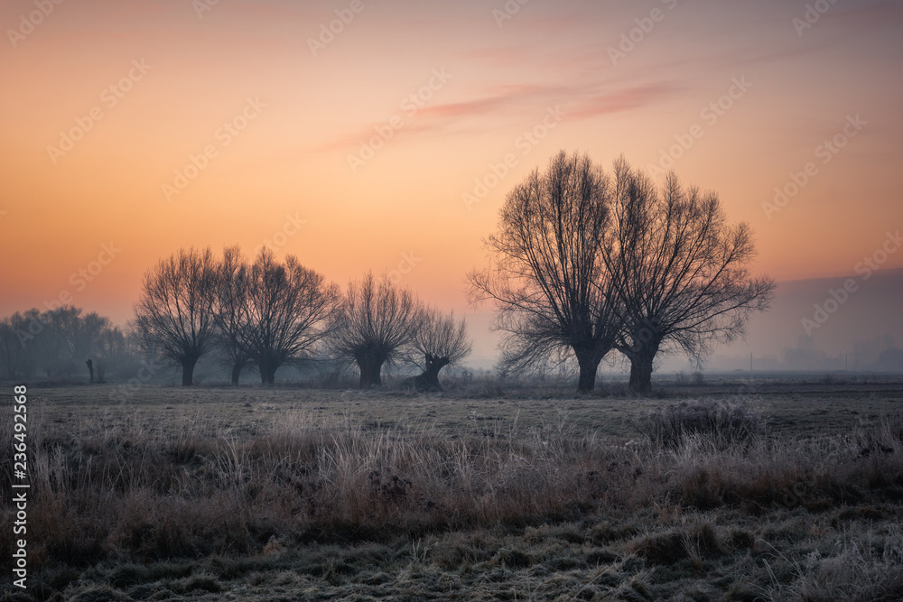 Fototapeta premium Landscape with willows on a frosty morning