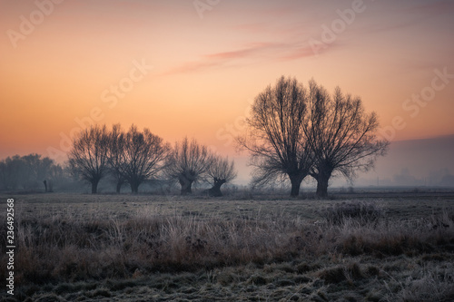 Landscape with willows on a frosty morning