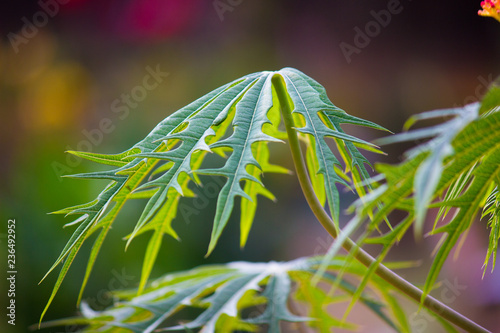 Natural leaves seen during the day in a soft background