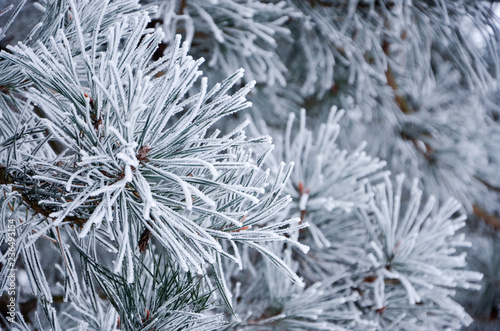 snow covered fir branches