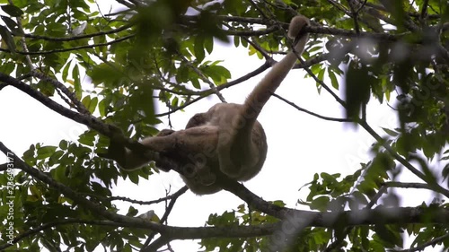 Male Northern Muriqui Monkey (Brachyteles hypoxanthus) rests on a branch. Its tail holds one of a branche. It itches and then looks down. photo