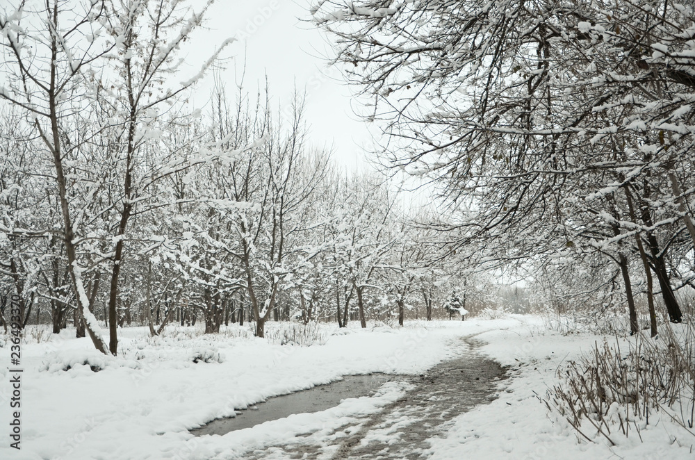 winter in the park