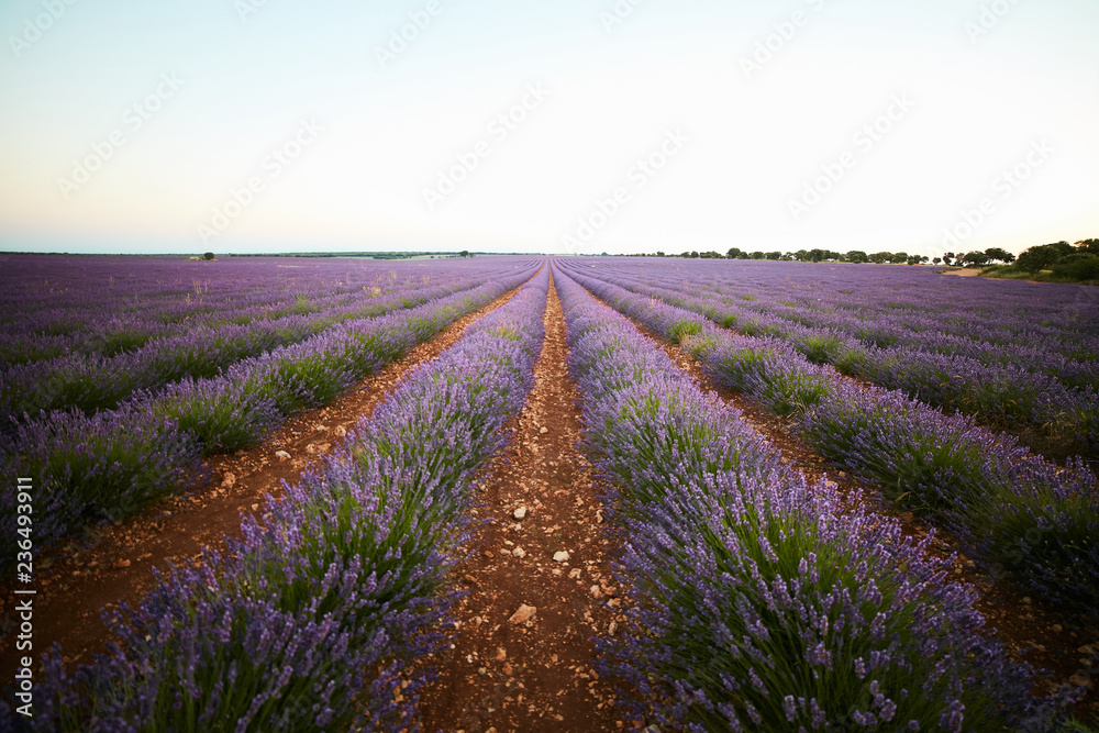 Big violet lavender field