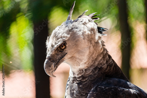 harpy