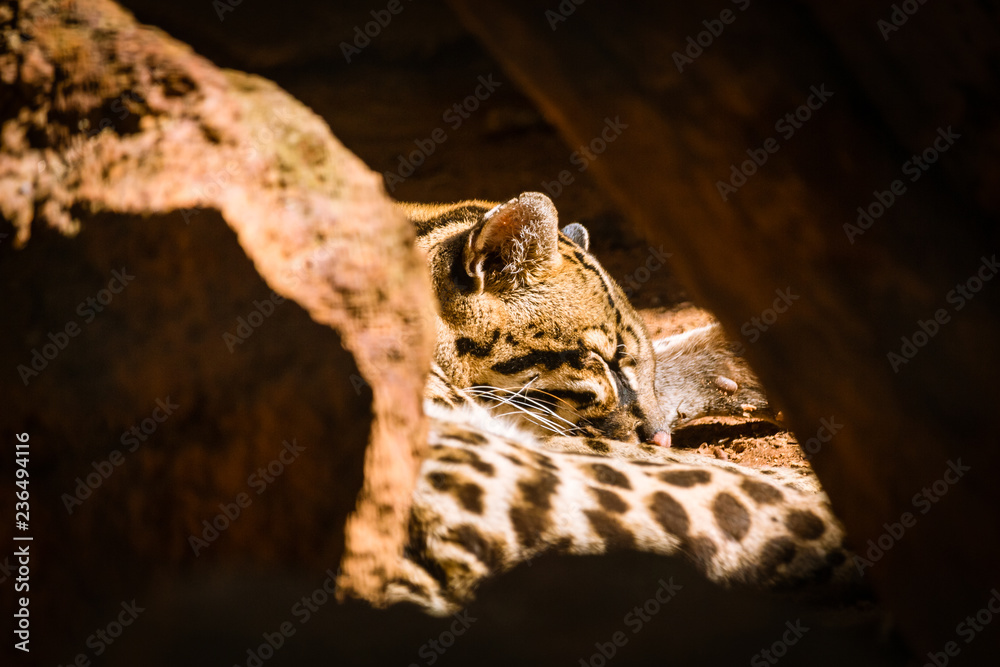 Ocelot Ocelot