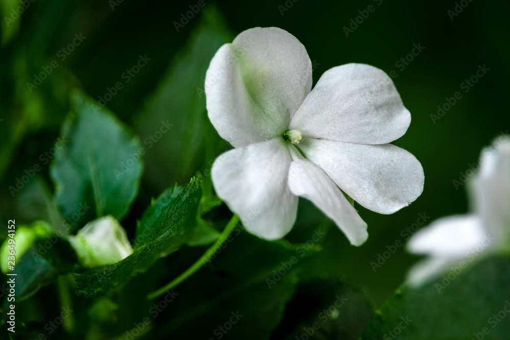 Obraz premium white flower