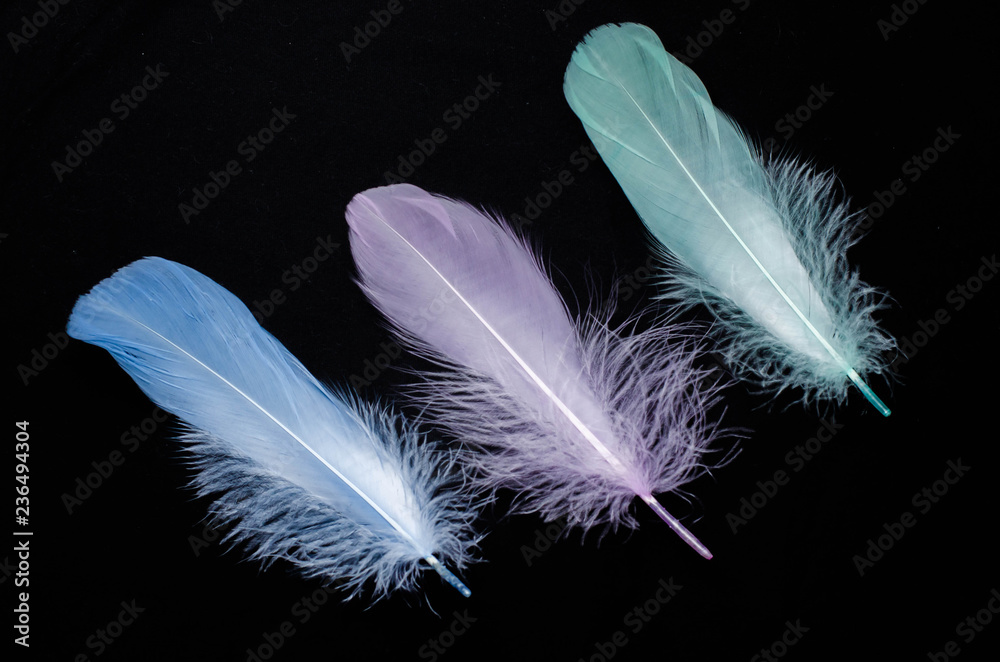 Obraz premium feathers on a dark background