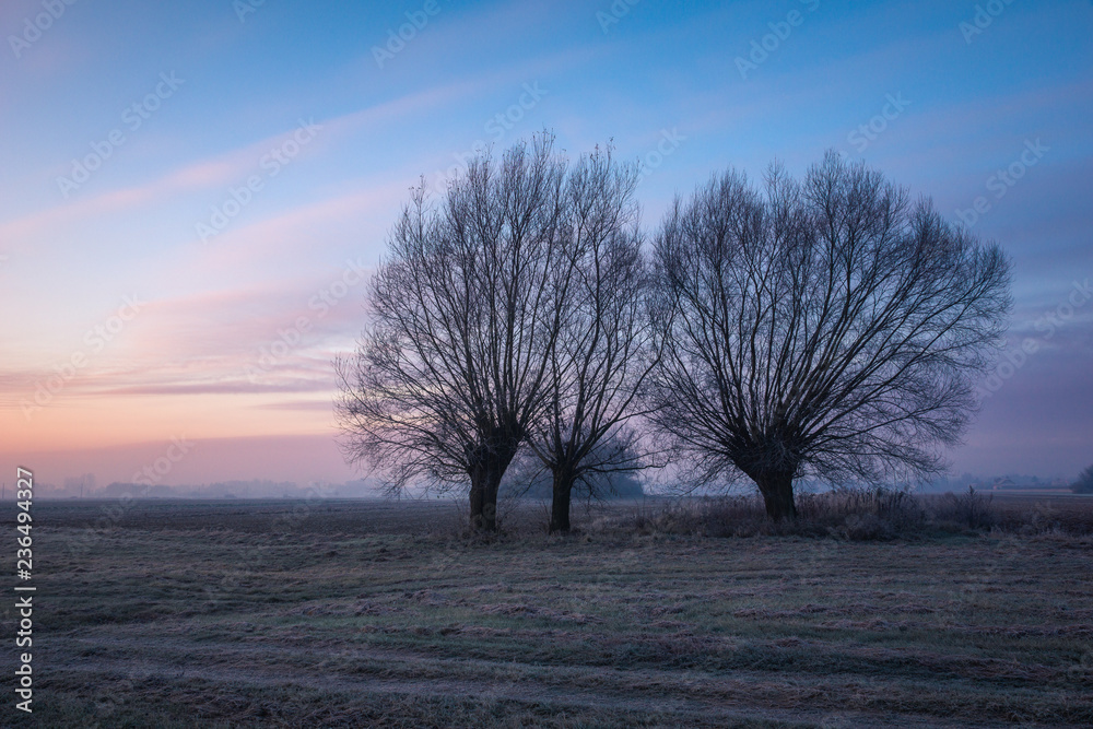 Landscape with willows on a frosty morning Landscape with willows on a frosty morning