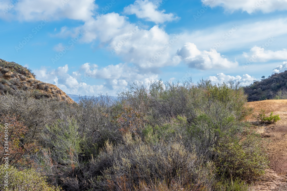 Dry forest area wet from recent rain storm with clouds in sky and room for text