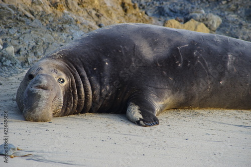 A sea lion on the beach in northern CA