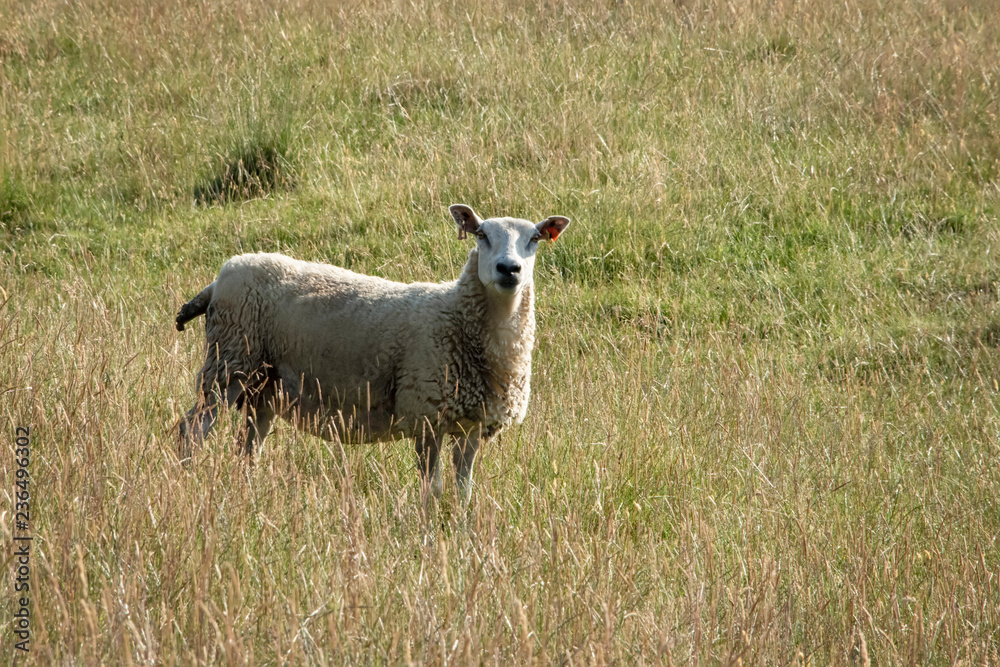 Obraz premium sheep grazing in open farmland