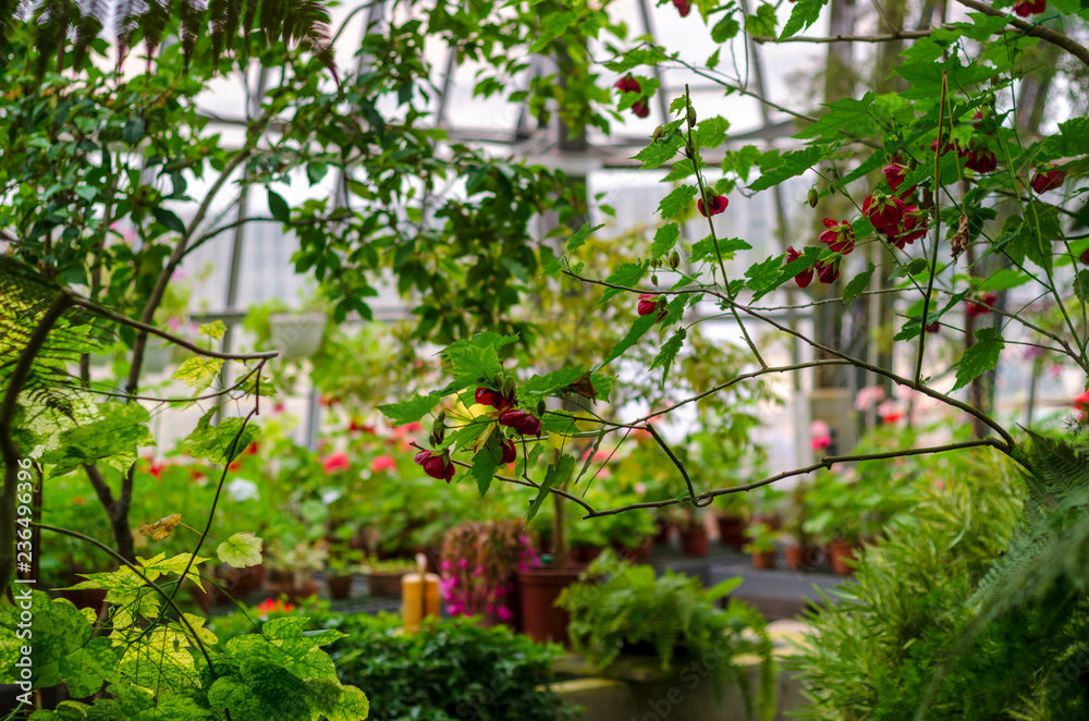 plants in greenhouse plants in greenhouse