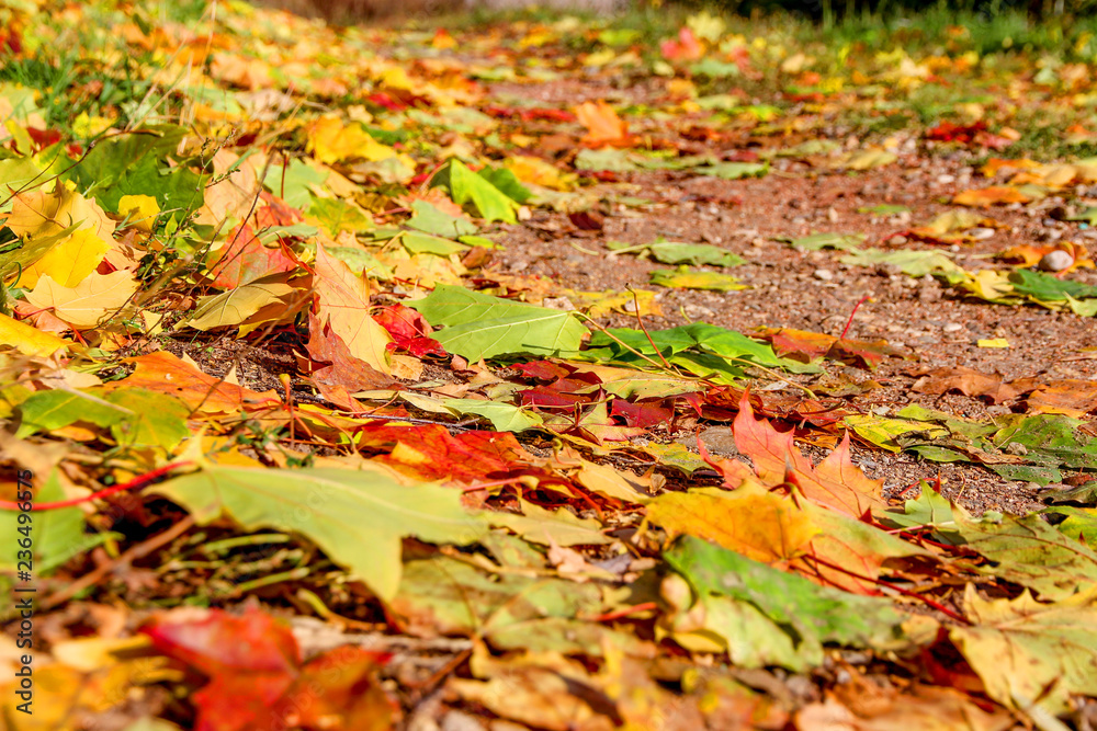 Solar autumn in the park Tsaritsyno in Moscow Solar autumn in the park Tsaritsyno in Moscow