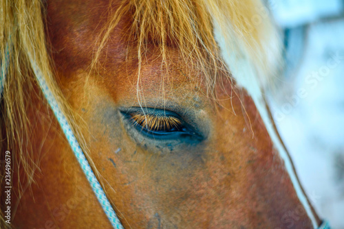 portrait of a horse in a stable close up