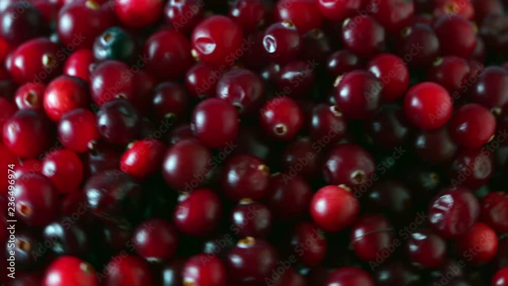 Tracking shot of cranberries background closeup, top view Tracking shot of cranberries background closeup, top view