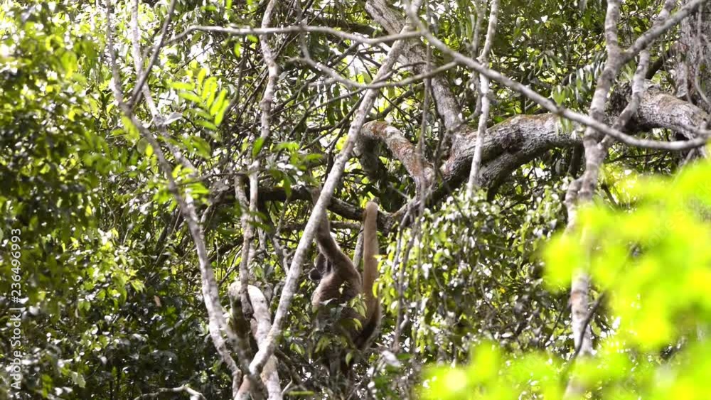 Northern Muriqui Monkey (Brachyteles hypoxanthus) in the canopy of a tree. Stops on a branch and eat a leaf. It goes to the right side and disappears between the leaves. Northern Muriqui Monkey (Brachyteles hypoxanthus) in the canopy of a tree. Stops on a branch and eat a leaf. It goes to the right side and disappears between the leaves.