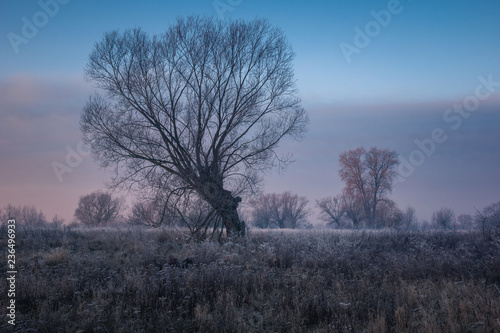 Landscape with lonely willow on a frosty morning