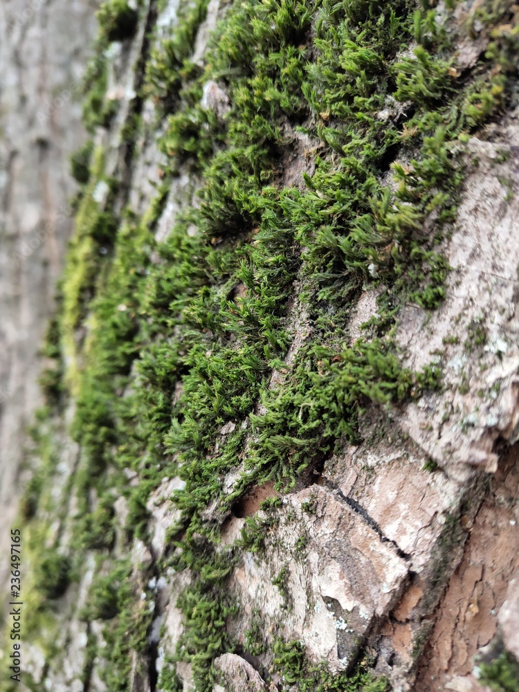 moss on tree moss on tree