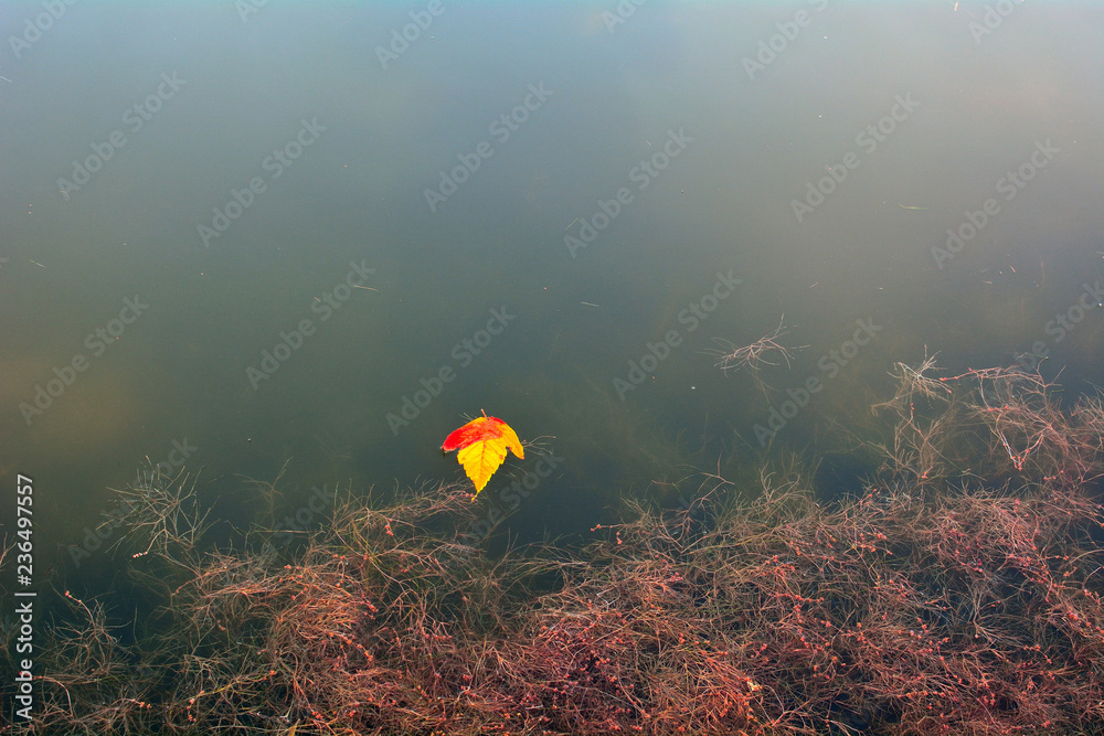 Fallen Autumn Leaf on Lake