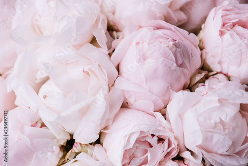 Fototapeta Naklejka Na Ścianę i Meble -  Beautiful aromatic fresh blossoming tender pink peonies texture, close up view