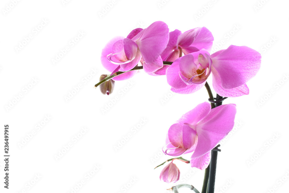 Orchid Orchid