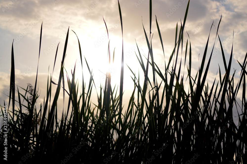 Tall grass on sunset background