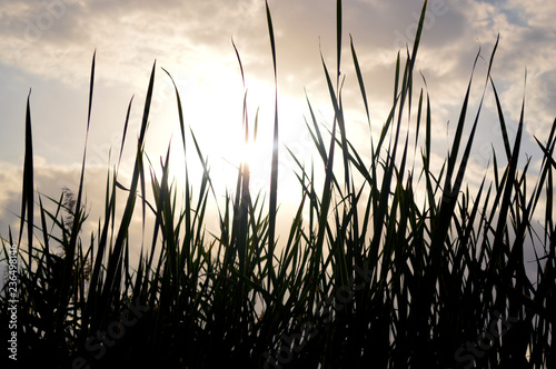 Tall grass on sunset background