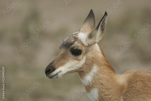 berrendo hembra prong horn juvenil antilocapra americana © jesus