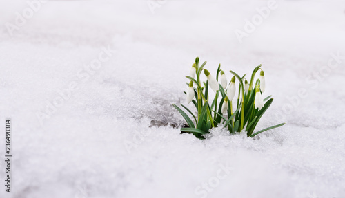 Snowdrop and Snow