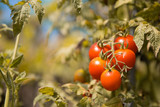 Organically produced cherry tomatoes.